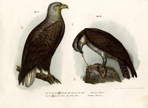 オジロワシ、1864 作： German School